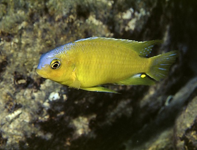 Tropheops macrophthalmus 'Kirondo'
